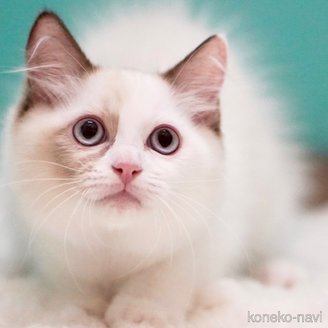 販売中の東京都のラグドール-114593の5枚目